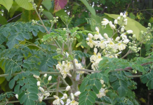 Dinh dưỡng: Cây Chùm Ngây