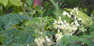 Dinh dưỡng: Cây Chùm Ngây