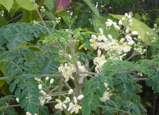 Dinh dưỡng: Cây Chùm Ngây