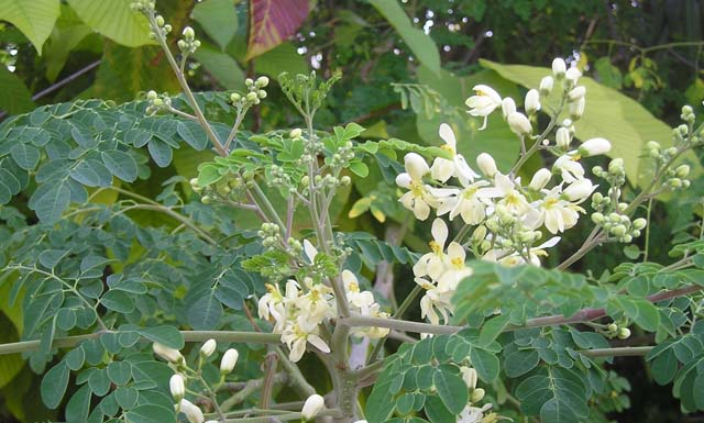 Dinh dưỡng: Cây Chùm Ngây