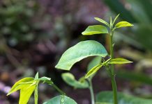 Dinh dưỡng: Rau Bù Ngót