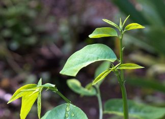 Dinh dưỡng: Rau Bù Ngót