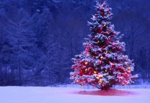 Truyện Ngắn Cơ Đốc: Giáng Sinh Giữa Đại Ngàn – BTMV 44