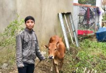 Dự Án “Ngân Hàng Bò”: Khắc Phục Khó Khăn Sau Bão Lụt