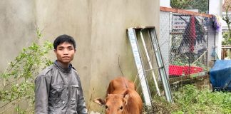 Dự Án “Ngân Hàng Bò”: Khắc Phục Khó Khăn Sau Bão Lụt