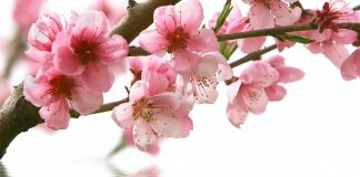 THƠ: Xuân