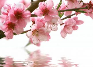 THƠ: Xuân