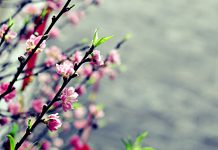 UB.TTN – Thơ: Đón Chúa Xuân