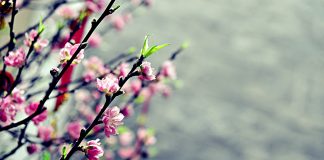 UB.TTN – Thơ: Đón Chúa Xuân