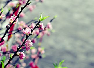 UB.TTN – Thơ: Đón Chúa Xuân