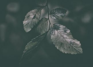 Nếu Chúa Không Chữa Lành