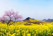 Bài Làm Chứng: Mùa Xuân Cuộc Đời