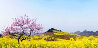 Mùng Một Tết – 5/2/2019