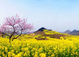Mùng Một Tết – 5/2/2019