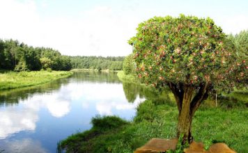 Bài 104: Thế Nào Là Người Được Phước (tt)