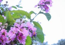 Truyện Ngắn Cơ Đốc: Màu Hoa Tím – BTMV 64