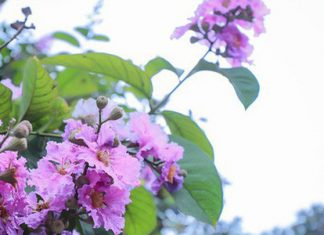 Truyện Ngắn Cơ Đốc: Màu Hoa Tím – BTMV 64