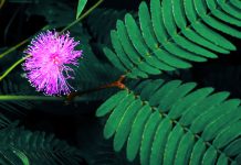 Truyện Ngắn Cơ Đốc: Hoa Trinh Nữ – BTMV 70