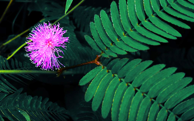 Tác dụng của cây hoa trinh nữ là gì Tác dụng của cây hoa trinh nữ là gì