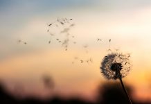 Có phải con người và con vật đều có cùng một số phận sau cái chết?