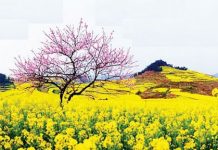 Thơ: Phước cứ theo hoài