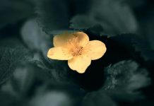 Giữ Lòng Trung Tín Trong Mọi Cảnh Ngộ