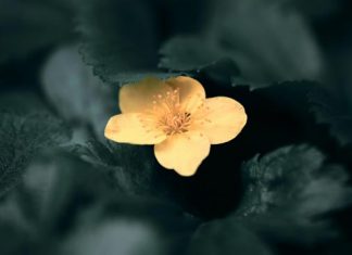 Giữ Lòng Trung Tín Trong Mọi Cảnh Ngộ
