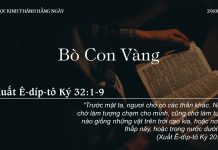 Bò Con Vàng – 29/8/2022