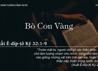 Bò Con Vàng – 29/8/2022