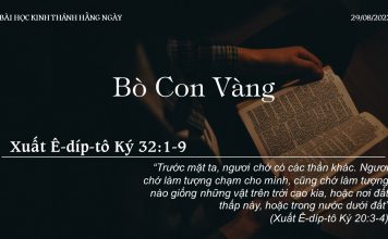 Bò Con Vàng – 29/8/2022