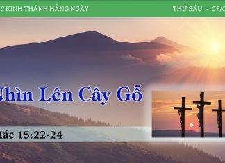 Nhìn Lên Cây Gỗ – 7/4/2023