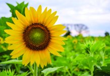 Nếu Hỏi Chứng Cớ Chúa Sống Đâu Nào…!