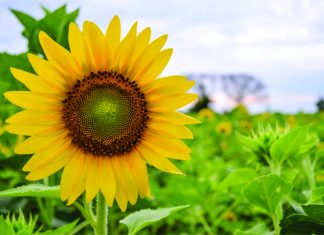 Nếu Hỏi Chứng Cớ Chúa Sống Đâu Nào…!