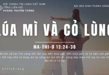 Lúa Mì Và Cỏ Lùng – 15/6/2023