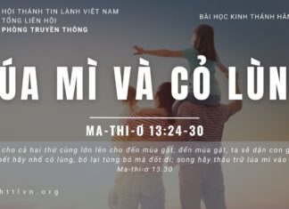 Lúa Mì Và Cỏ Lùng – 15/6/2023