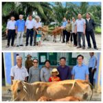 6. BĐD TL phối hợp UBMTTQ tỉnh Ninh Thuận tặng bò giống làm sinh kế cho 2 hộ dân khó khăn tại huyện Ninh Sơn.