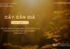 Cây Cân Giả – 6/11/2023