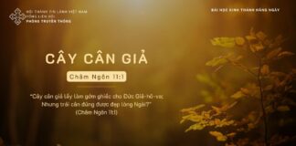 Cây Cân Giả – 6/11/2023
