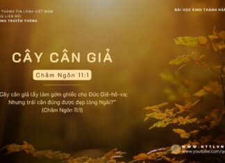 Cây Cân Giả – 6/11/2023