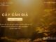 Cây Cân Giả – 6/11/2023