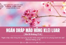 Ngăn Drăp Mâo Hŏng Klei Luar – 25/2/2024