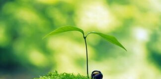 SỐNG VỚI NIỀM HY VỌNG TRONG NĂM MỚI