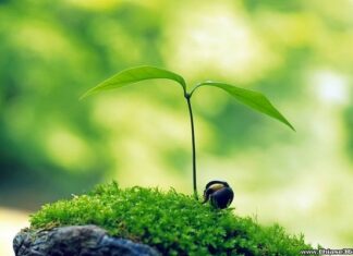 SỐNG VỚI NIỀM HY VỌNG TRONG NĂM MỚI