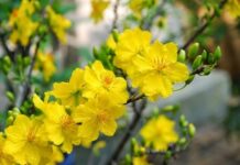 Cơ Đốc Nhân Có Nên Ăn Tết Không?