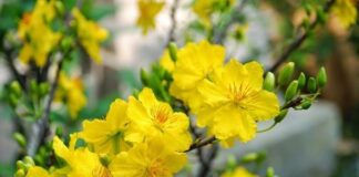 Cơ Đốc Nhân Có Nên Ăn Tết Không?