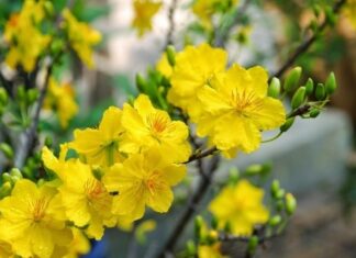 Cơ Đốc Nhân Có Nên Ăn Tết Không?