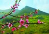 ĐÓN XUÂN THA HƯƠNG – VUI HƯỞNG MÙA XUÂN BẤT TẬN