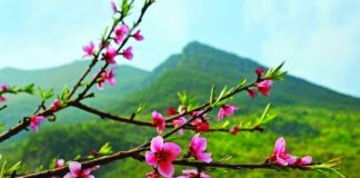 ĐÓN XUÂN THA HƯƠNG – VUI HƯỞNG MÙA XUÂN BẤT TẬN
