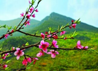 ĐÓN XUÂN THA HƯƠNG – VUI HƯỞNG MÙA XUÂN BẤT TẬN