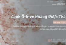 Cành Ô-li-ve Hoang Được Tháp – 12/2/2025